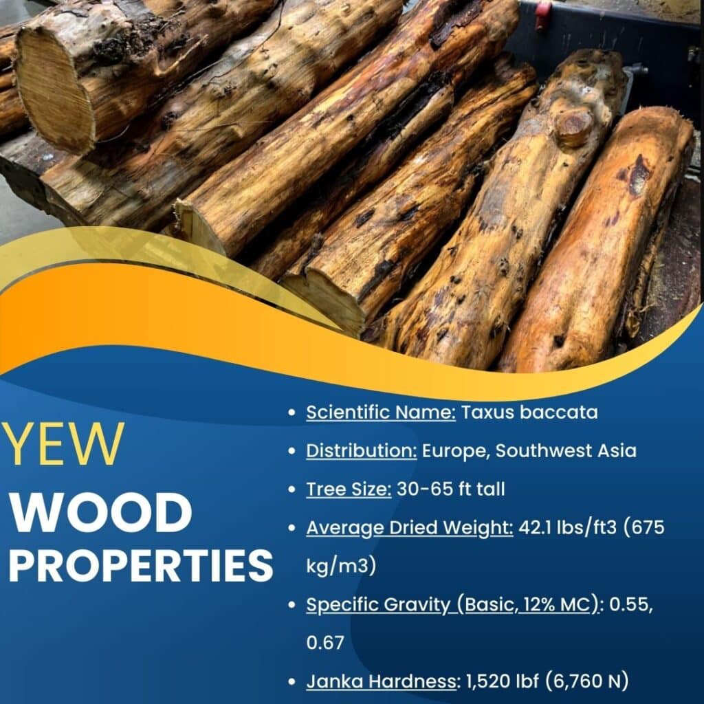 Technical properties of yew wood